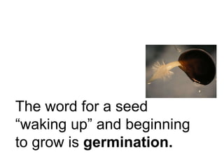 The word for a seed “waking up” and beginning to grow is  germination. 