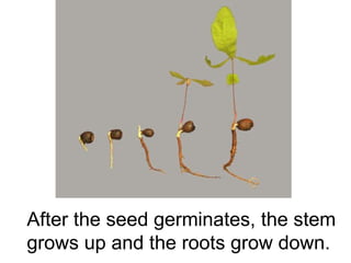 After the seed germinates, the stem grows up and the roots grow down. 