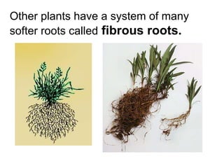 Other plants have a system of many softer roots called   fibrous roots. 