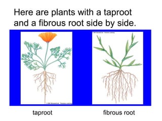 Here are plants with a taproot and a fibrous root side by side. taproot  fibrous root 