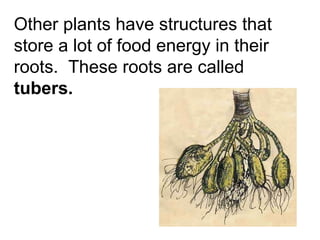 Other plants have structures that store a lot of food energy in their roots.  These roots are called  tubers. 