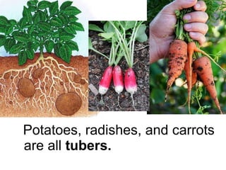Potatoes, radishes, and carrots are all  tubers. 