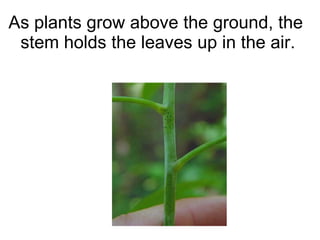 As plants grow above the ground, the stem holds the leaves up in the air. 