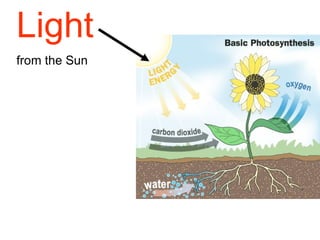 Light   from the Sun 