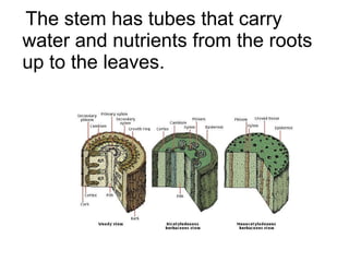 The stem has tubes that carry water and nutrients from the roots up to the leaves. 
