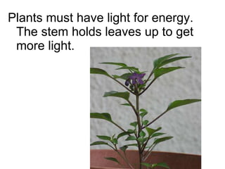 Plants must have light for energy.  The stem holds leaves up to get more light. 