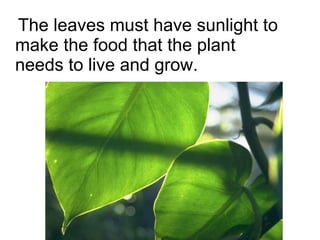 The leaves must have sunlight to make the food that the plant needs to live and grow. 