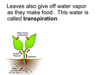 Leaves also give off water vapor as they make food.  This water is called  transpiration .  