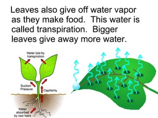 Leaves also give off water vapor as they make food.  This water is called transpiration.  Bigger leaves give away more water. 