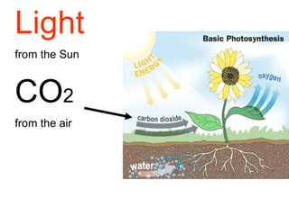 Light   from the Sun CO 2  from the air 