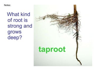 What kind of root is strong and grows deep? Notes: taproot 