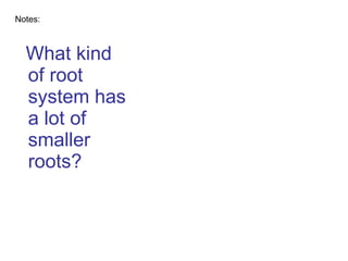 What kind of root system has a lot of smaller roots? Notes: 