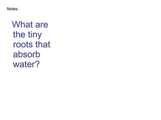 What are the tiny roots that absorb water? Notes: 