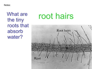 What are the tiny roots that absorb water? Notes: root hairs 