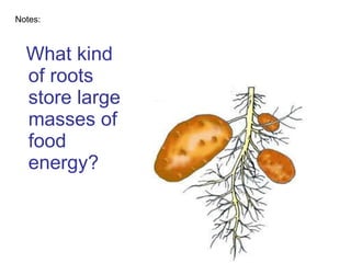 What kind of roots store large masses of food energy? Notes: 