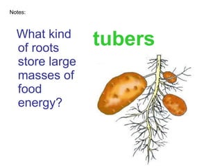 What kind of roots store large masses of food energy? Notes: tubers 
