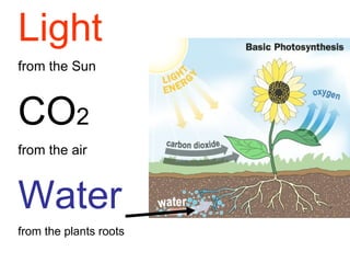 Light   from the Sun CO 2  from the air Water   from the plants roots 