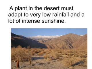 A plant in the desert must adapt to very low rainfall and a lot of intense sunshine. 