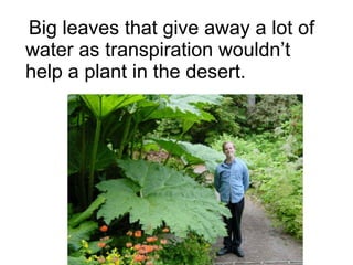 Big leaves that give away a lot of water as transpiration wouldn’t help a plant in the desert. 