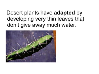Desert plants have  adapted  by developing very thin leaves that don’t give away much water. 