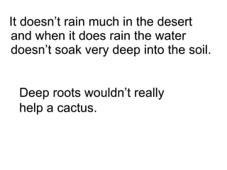 It doesn’t rain much in the desert and when it does rain the water doesn’t soak very deep into the soil. Deep roots wouldn’t really help a cactus. 
