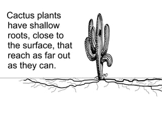 Cactus plants have shallow roots, close to the surface, that reach as far out as they can. 
