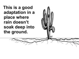 This is a good adaptation in a place where rain doesn’t soak deep into the ground. 