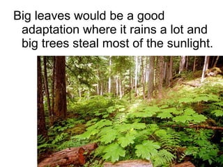 Big leaves would be a good adaptation where it rains a lot and big trees steal most of the sunlight. 