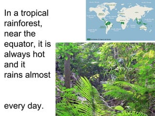 In a tropical rainforest, near the equator, it is always hot and it  rains almost  every day.  Many plants  thrive here. 