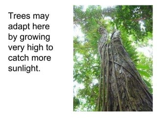 Trees may adapt here by growing very high to catch more sunlight. 