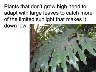 Plants that don’t grow high need to adapt with large leaves to catch more of the limited sunlight that makes it down low. 