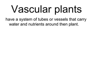 Ls5 vascular plants