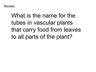 Ls5 vascular plants