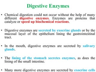 Digestive Enzymes
• Chemical digestion could not occur without the help of many
different digestive enzymes. Enzymes are proteins that
catalyze or speed up biochemical reactions.
• Digestive enzymes are secreted by exocrine glands or by the
mucosal layer of the epithelium lining the gastrointestinal
tract.
• In the mouth, digestive enzymes are secreted by salivary
glands.
• The lining of the stomach secretes enzymes, as does the
lining of the small intestine.
• Many more digestive enzymes are secreted by exocrine cells
 