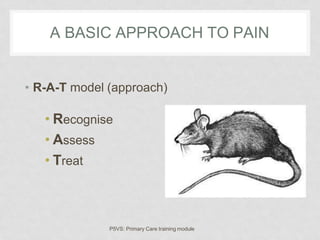 A BASIC APPROACH TO PAIN
• R-A-T model (approach)
• Recognise
• Assess
• Treat
P5VS: Primary Care training module
 