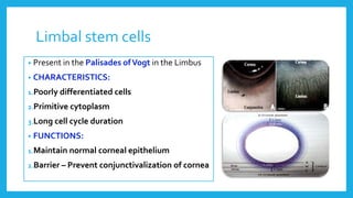 Limbal stem cells
• Present in the Palisades ofVogt in the Limbus
• CHARACTERISTICS:
1.Poorly differentiated cells
2.Primitive cytoplasm
3.Long cell cycle duration
• FUNCTIONS:
1.Maintain normal corneal epithelium
2.Barrier – Prevent conjunctivalization of cornea
 