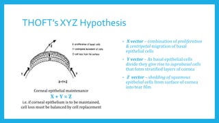 THOFT’s XYZ Hypothesis
• X vector – combination of proliferation
& centripetal migration of basal
epithelial cells
• Y vector – As basal epithelial cells
divide they give rise to suprabasal cells
that form stratified layers of cornea
• Z vector – shedding of squamous
epithelial cells from surface of cornea
into tear film
Corneal epithelial maintenance
X + Y = Z
i.e. if corneal epithelium is to be maintained,
cell loss must be balanced by cell replacement
 