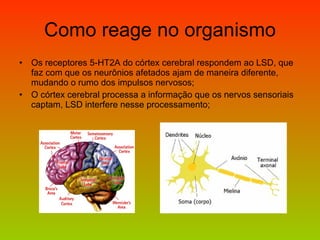 Como reage no organismo Os receptores  5-HT2A do córtex cerebral respondem ao LSD, que faz com que os neurônios afetados ajam de maneira diferente, mudando o rumo dos impulsos nervosos; O córtex cerebral processa a informação que os nervos sensoriais captam, LSD interfere nesse processamento; 
