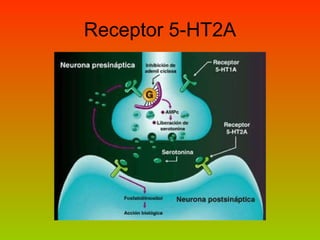 Receptor 5-HT2A 