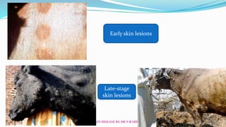 Lumpy Last Stage AN UPDATE ON LUMPY SKIN DISEASE (LSD) BY PROF (DR) N B SHRIDHAR | PDF