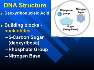 Ls Structure (LS)_DNA_Structure_and_Replication_Notes_WEB.pdf