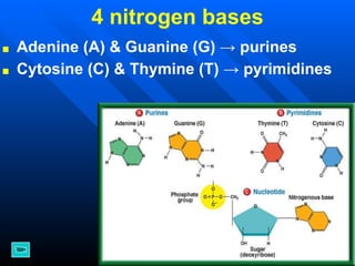 Ls Structure (LS)_DNA_Structure_and_Replication_Notes_WEB.pdf