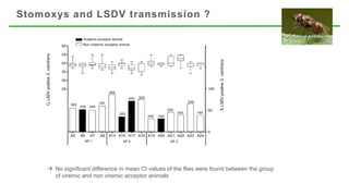 LSD symposium - A. Haegeman - LSDV transmission by stomoxys stable flies lessons learned from in vivo animal expiriments