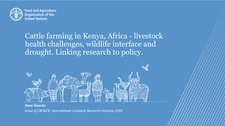 Cattle farming in Kenya, Africa - livestock
health challenges, wildlife interface and
drought. Linking research to policy.
Ilona Gluecks
Head of CRF&CR, International Livestock Research Institute (ILRI)
 