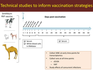 Rift Valley fever in East Africa: Factors driving emergence, potential interventions and challenges to effective control 
