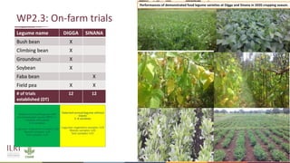 Legume SELECT-Ethiopia: Progress, achievements and challenges in 2020