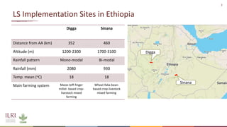 Legume SELECT-Ethiopia: Progress, achievements and challenges in 2020