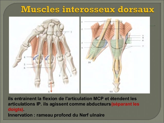 Muscle Extenseur Des Doigts [Anatomie] – QLWNYO
