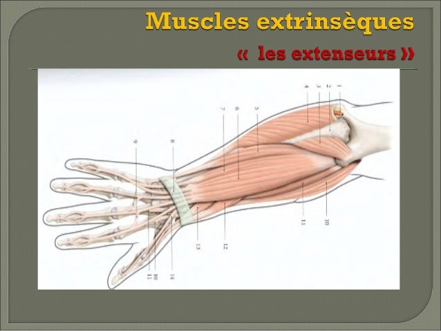 Extenseurs Main Appareil Extenseur Des Doigts _ Anatomie Tendon Extenseur Doigt – JLHEID