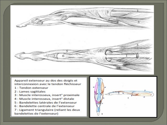 Extenseurs Main Rupture Extenseur Doigt: Rupture Tendon Doigt Chirurgie – WLWPUF